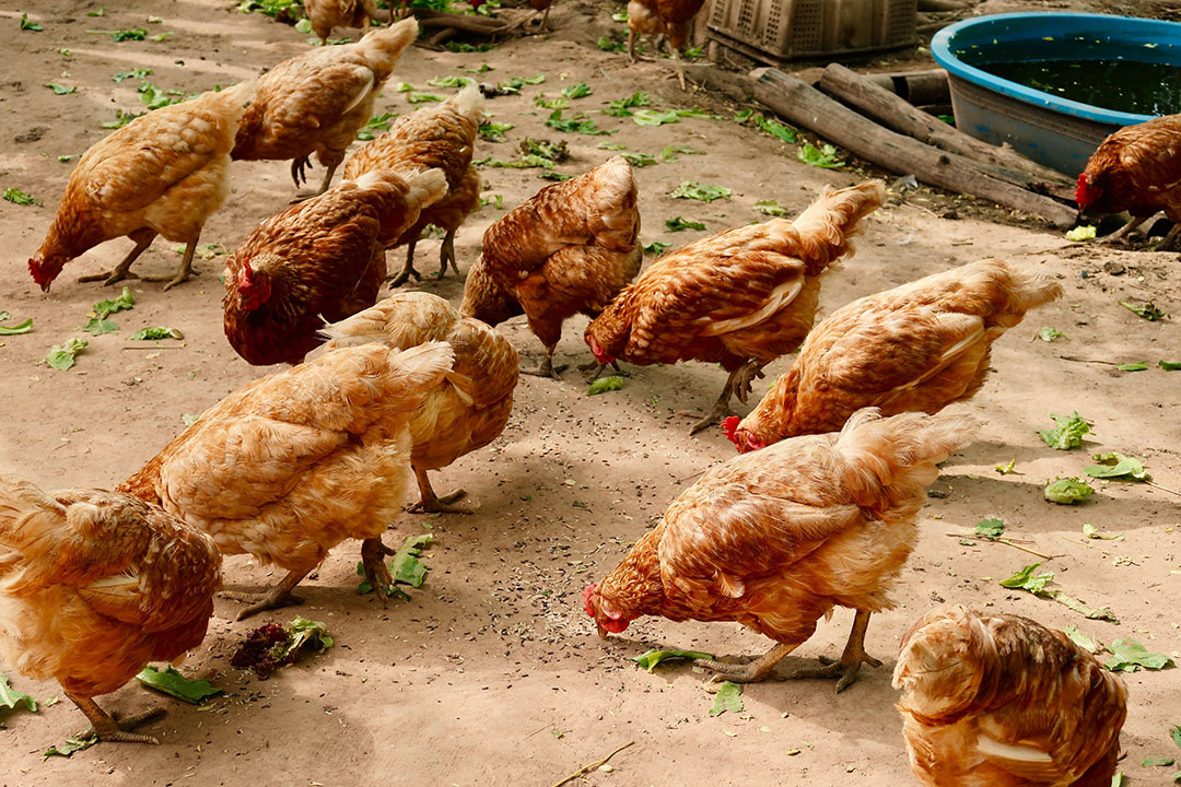 Farm 5
